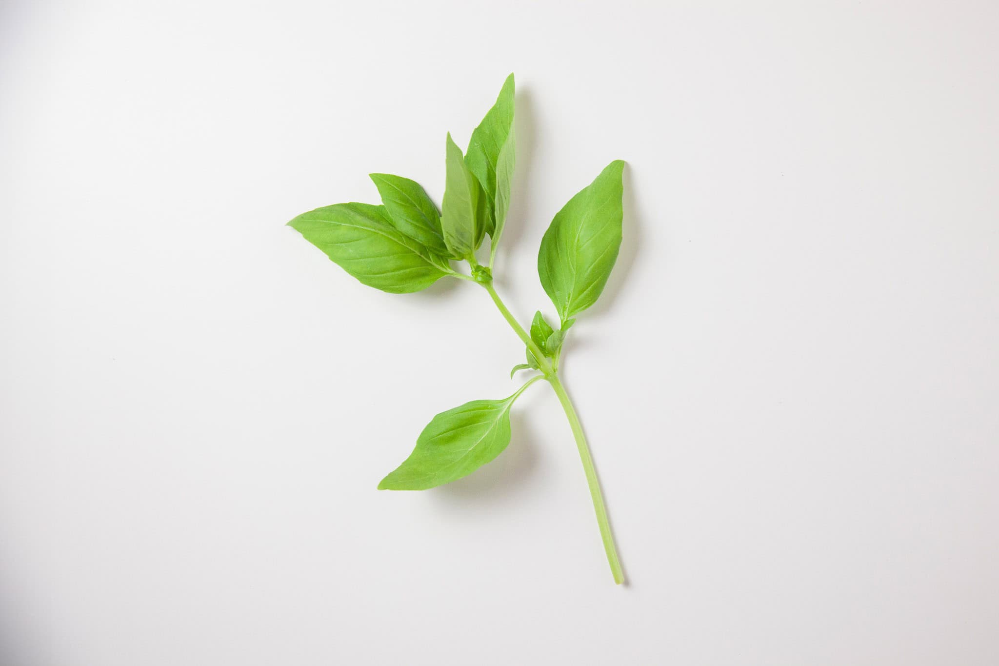 _landscape/basil-isolated-22.jpg