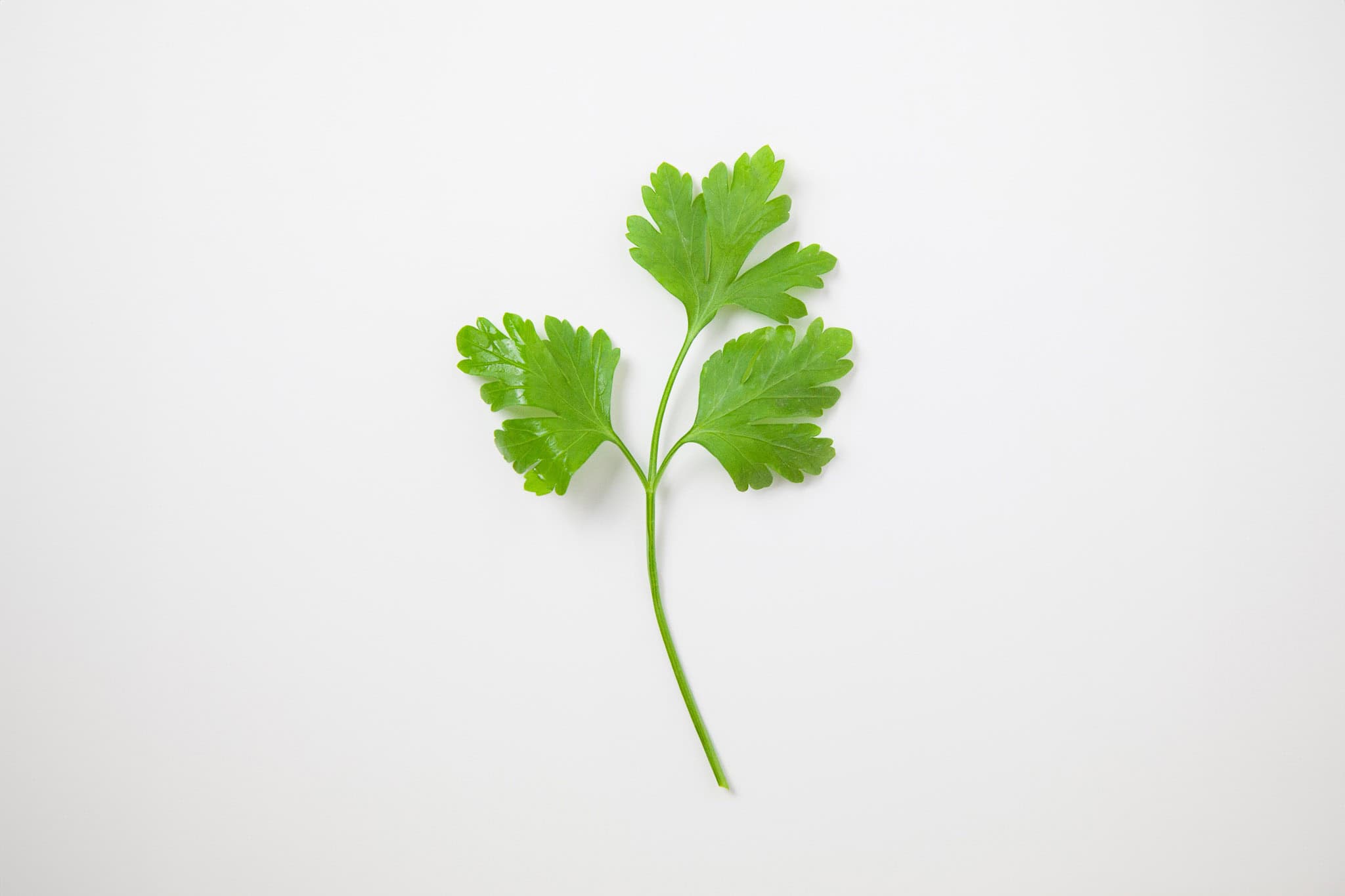 _landscape/parsley-isolated-19.jpg