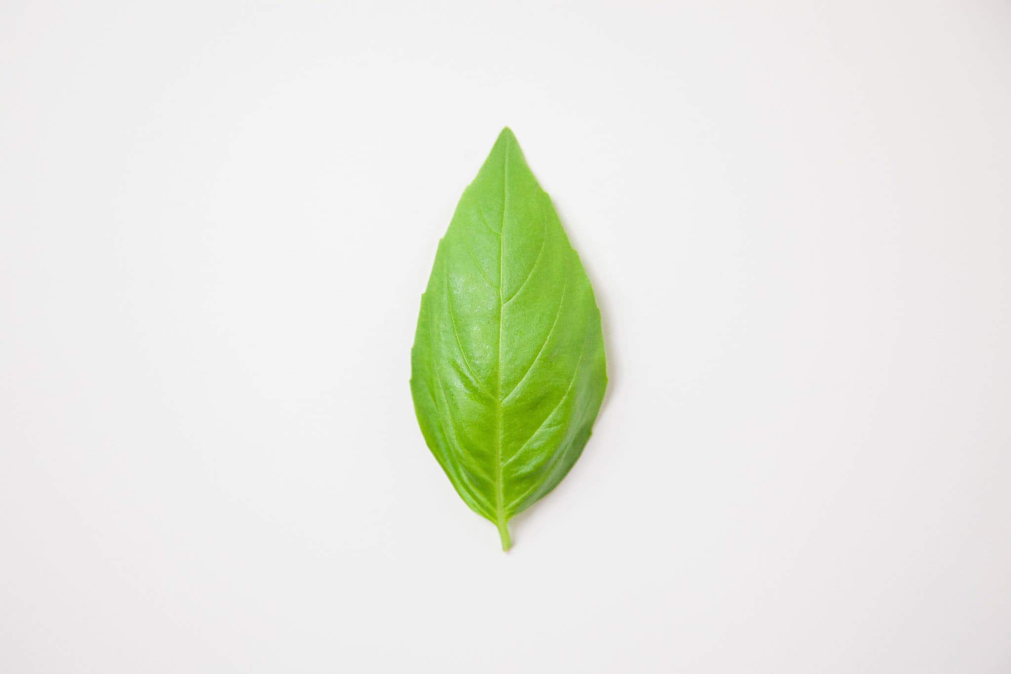 _landscape/single-basil-leaf-isolated-23.jpg